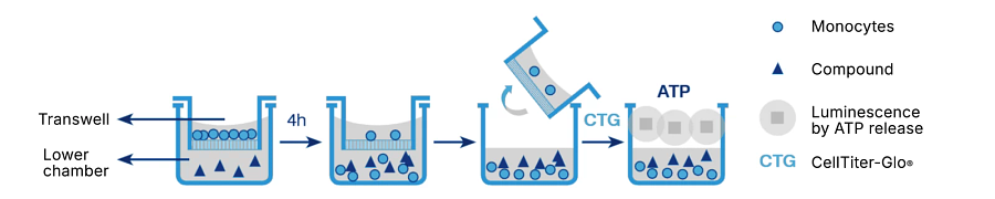 Figure 1. Chemotaxis assay principle with human monocytes