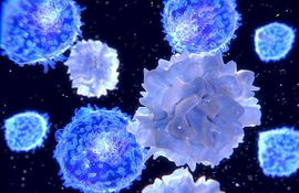t cell, immune cell, immune system, cell assays