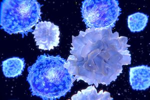 immune cell to be used in an in vitro immunology assay