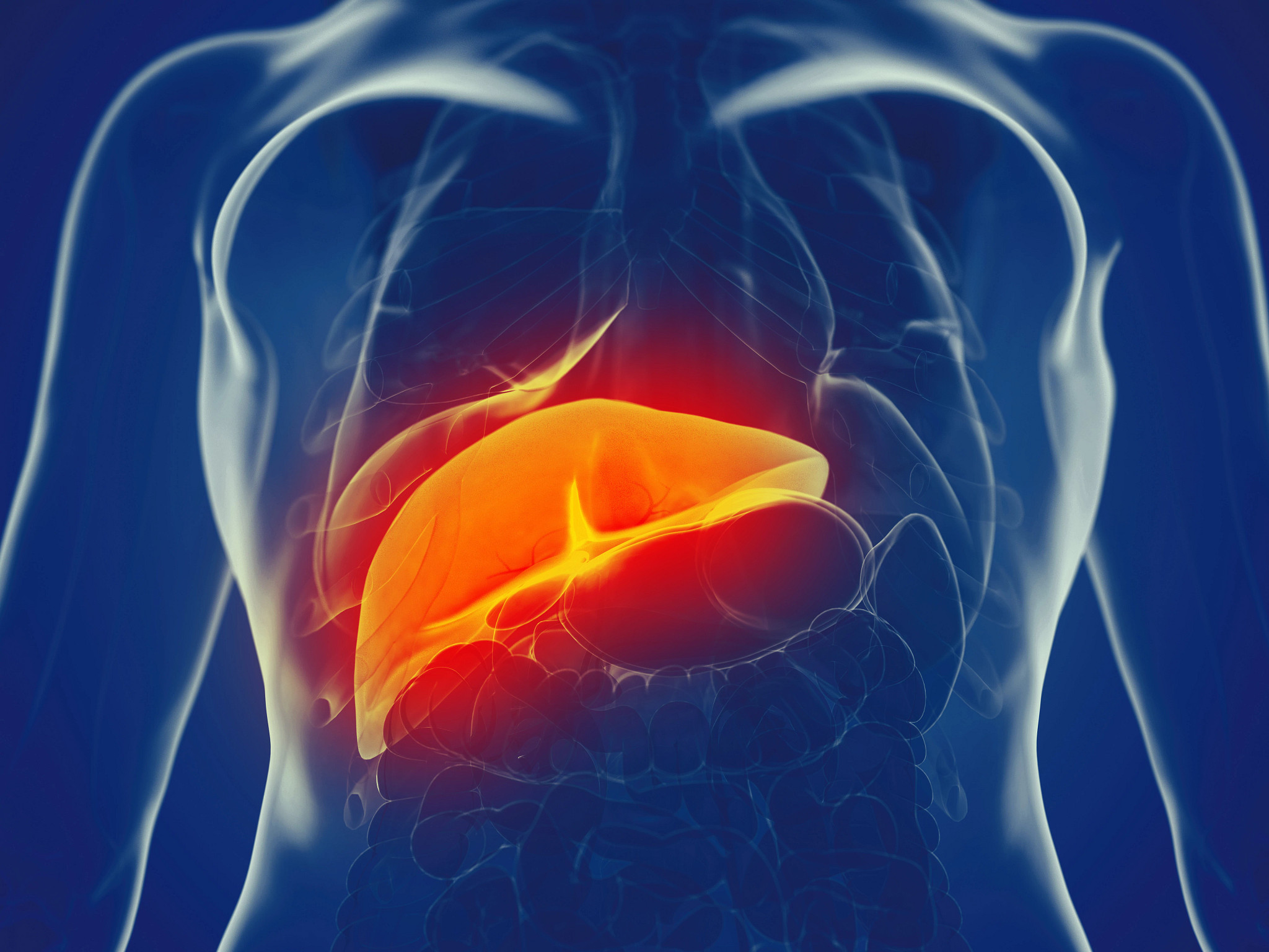 3D rendered human torso with internal organs showing and liver highlighted