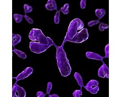 Image of antibody. The complexity and heterogeneity of host cell proteins always requires a polyclonal antiserum for assay development.
