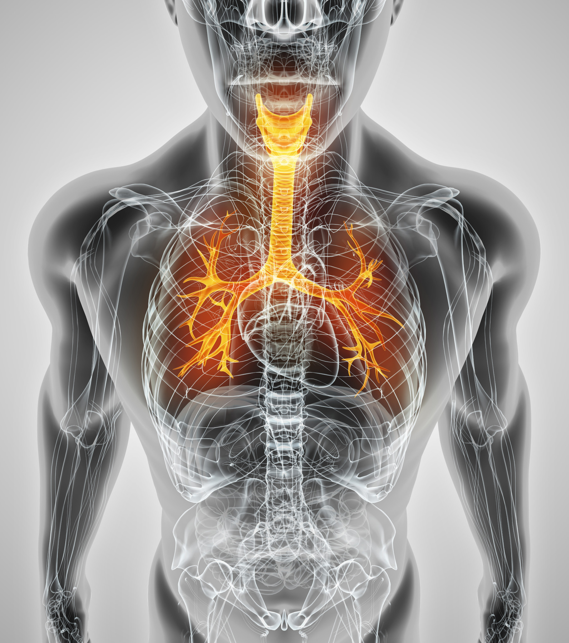 Illustration of the human respiratory system, including the trachea and bronchi highlighted in orange.
