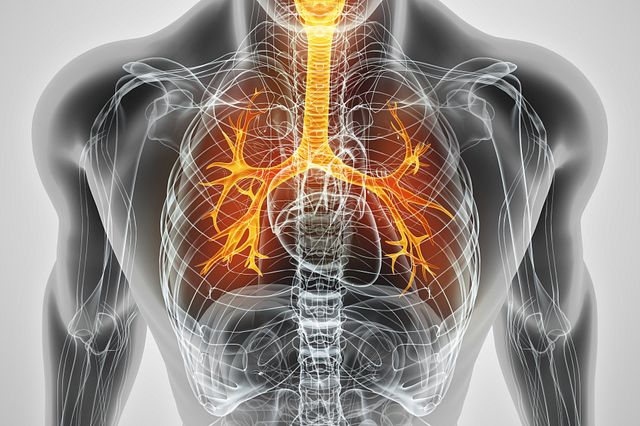 In vitro and in vivo models are necessary for proving safety for drugs and chemicals that could be exposed to the lungs.