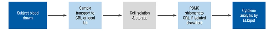 A flow diagram demonstrating the clinical sample workflow from blood draw to sample transport through to cell isolation and cell storage and finally to cytokine analysis by ELISpot testing.