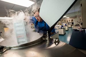 Charles River technician placing frozen cell lines in liquid nitrogen dewars for cell banking
