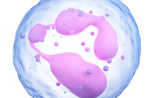 medically accurate illustration of a neutrophil