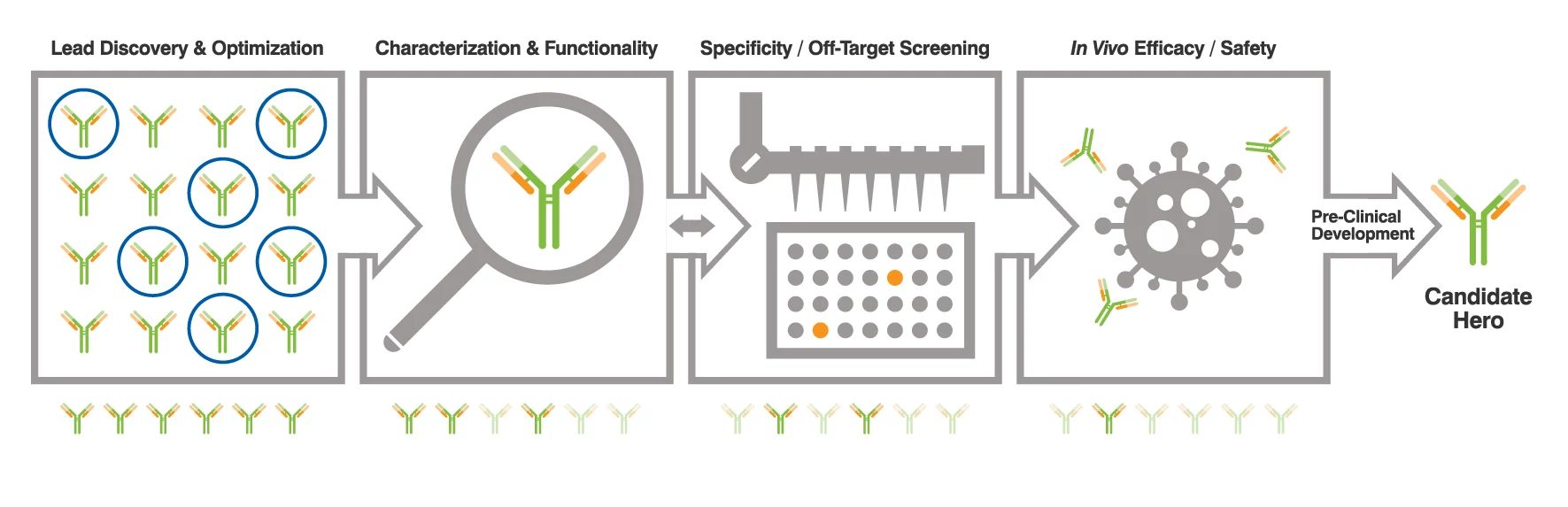 Antibody discovery workflow overview highlighting the steps of taking an antibody from hit to clinical candidate.