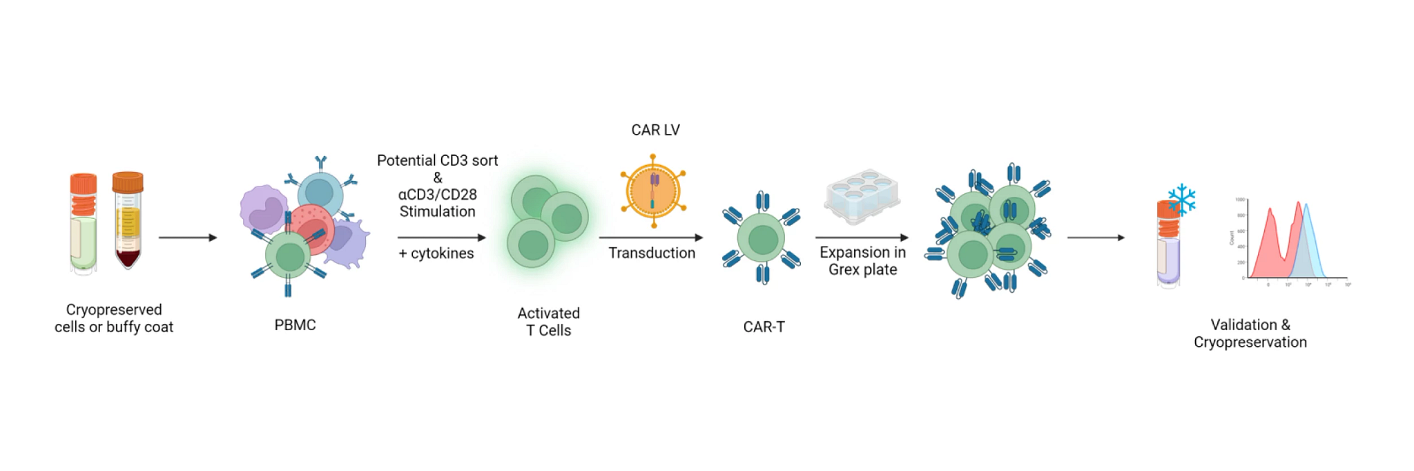 CAR-T cell production