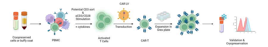 CAR-T cell production