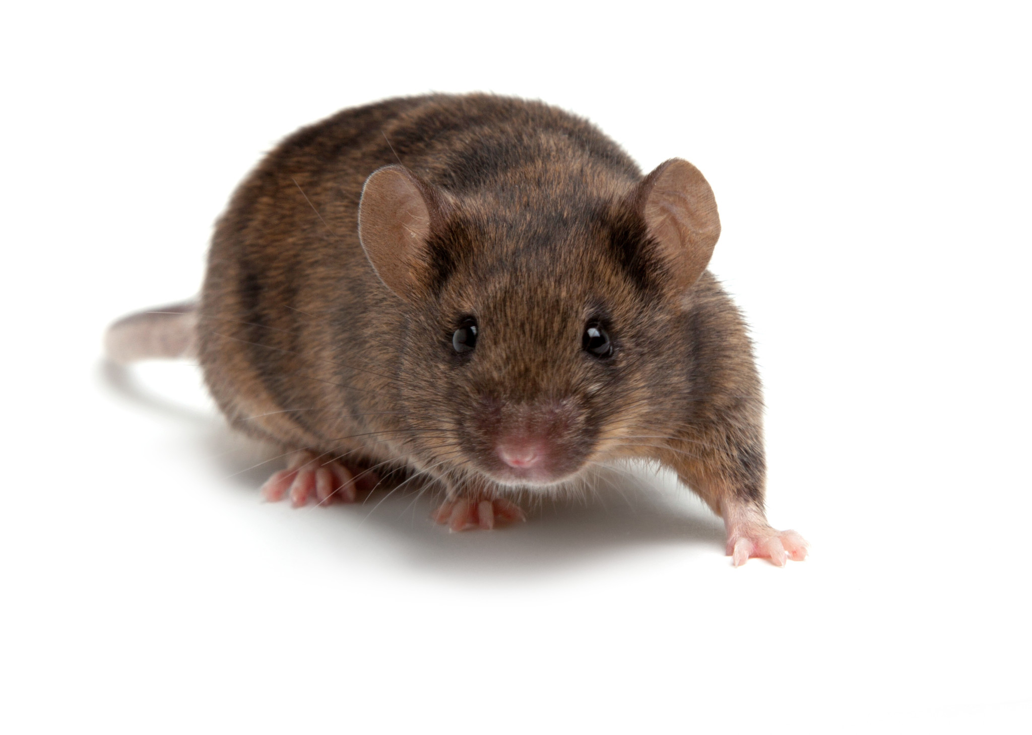 Picture of a mouse used in type 2 diabetes studies