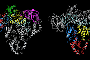 Graphic overview of HERV-K reverse transcriptase dimer protein structure. Two molecules are represented in the structure; each monomer’s subdomains is depicted in color, showing its relative position.