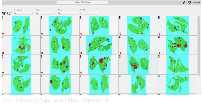 Digital Pathology slides with Patholytix