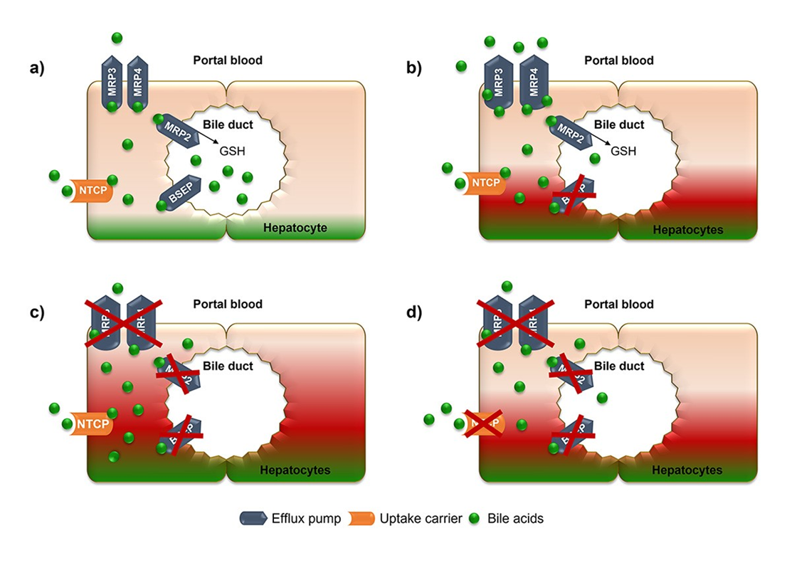 Drug Transporters in Drug-Induced Liver Toxicity | Charles River