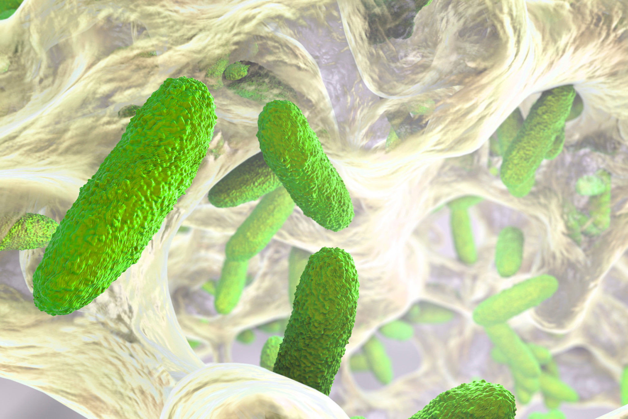 Antibiotic-resistant infectious agent in lab mice