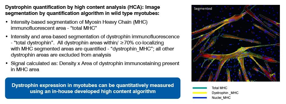 quantification of dystrophin expression by high content analysis