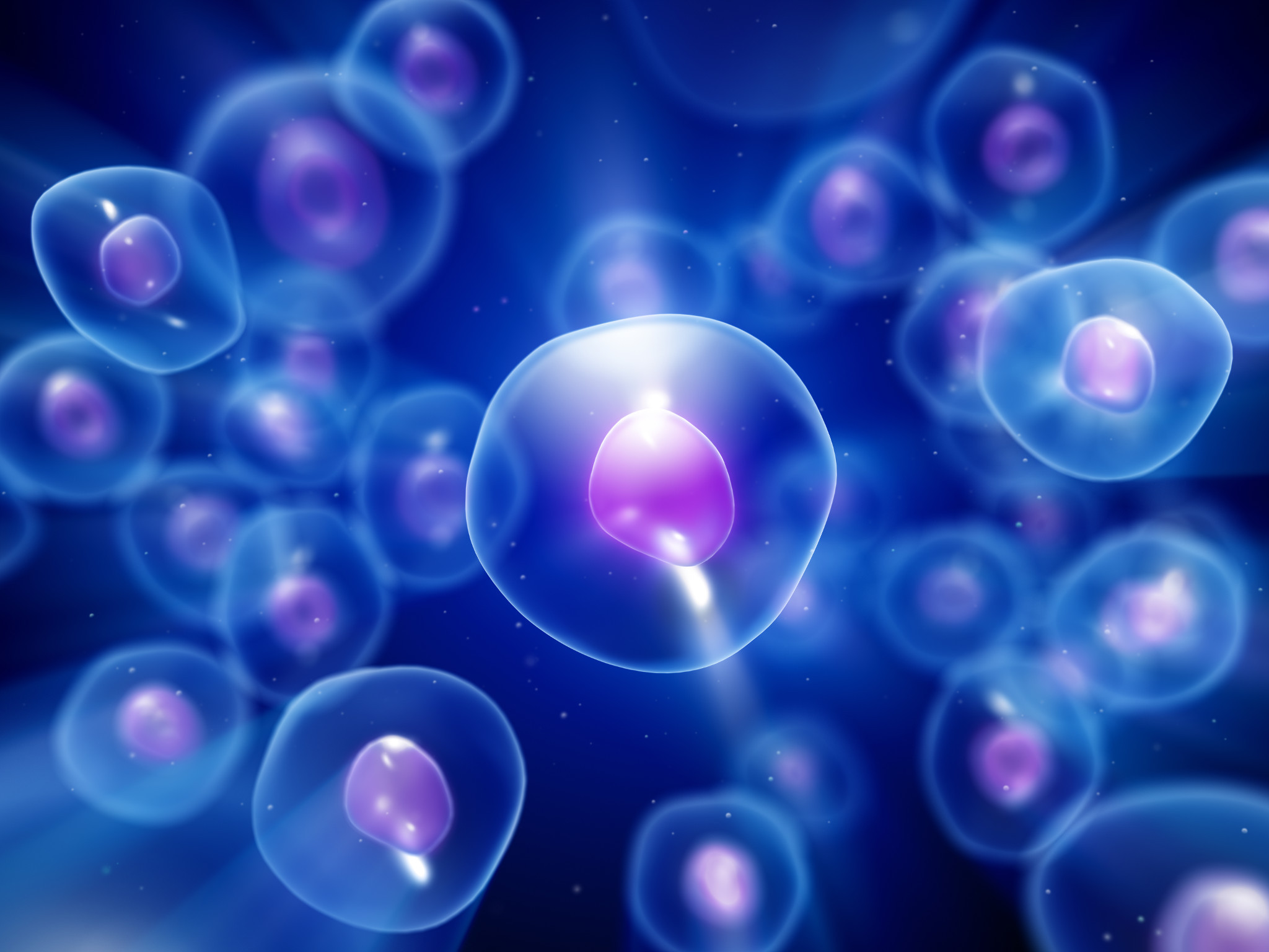 Humanized Mice Tumor Studies for oncology research involve the injection of human PBMCs or CD34+ hemopoietic stem cells to humanize the mouse model.
