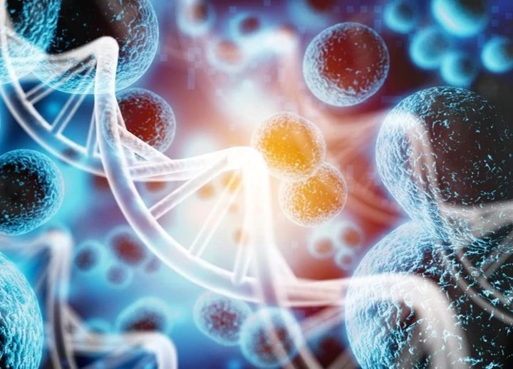 Plasmid DNA, Human Cells, and Molecular Structure