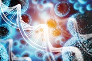 Molecular structure of human cells
