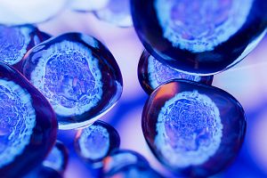 Scientist at a computer wearing a lab coat and safety glasses with a cell therapy experiment set up around him.