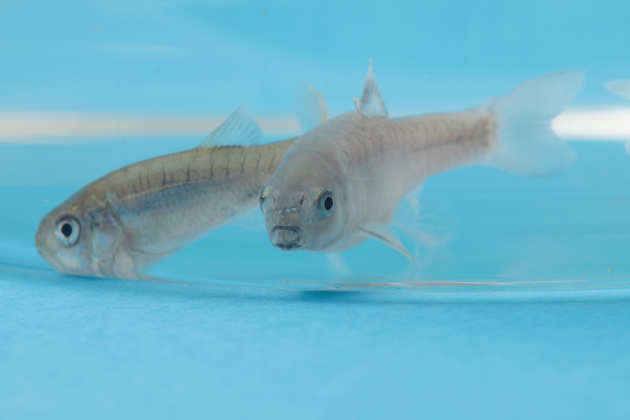 Charles River provides a comprehensive portfolio of endocrine disruptor screening studies