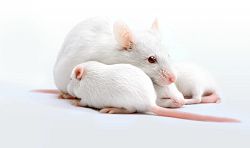 Three white mice