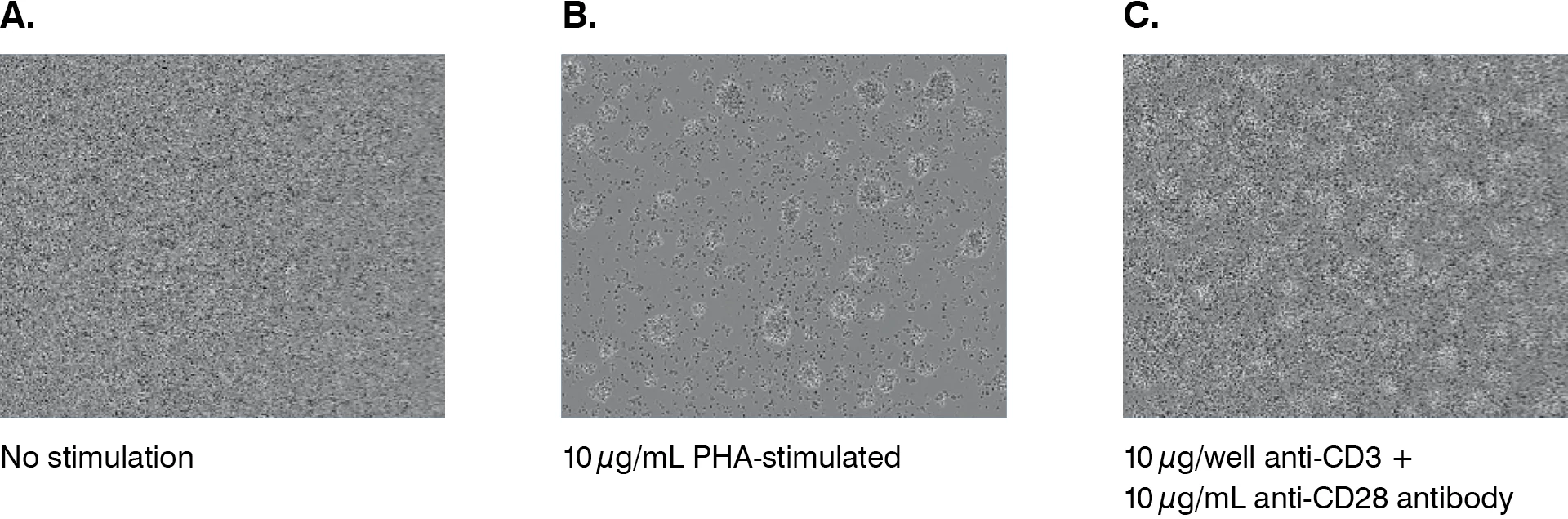 T Cell Proliferation Ctg Assay Charles River