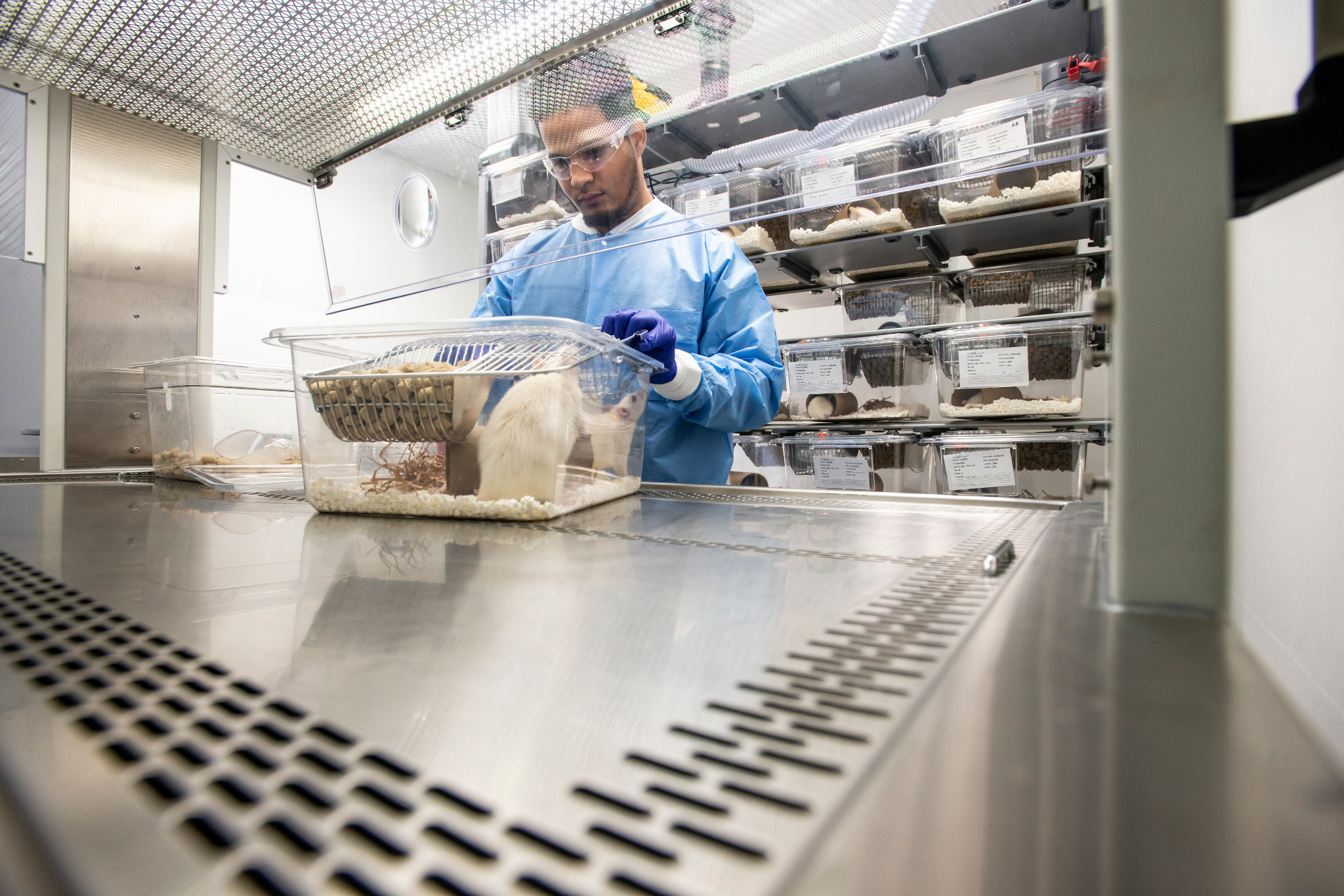 animal care technician working in a vivarium
