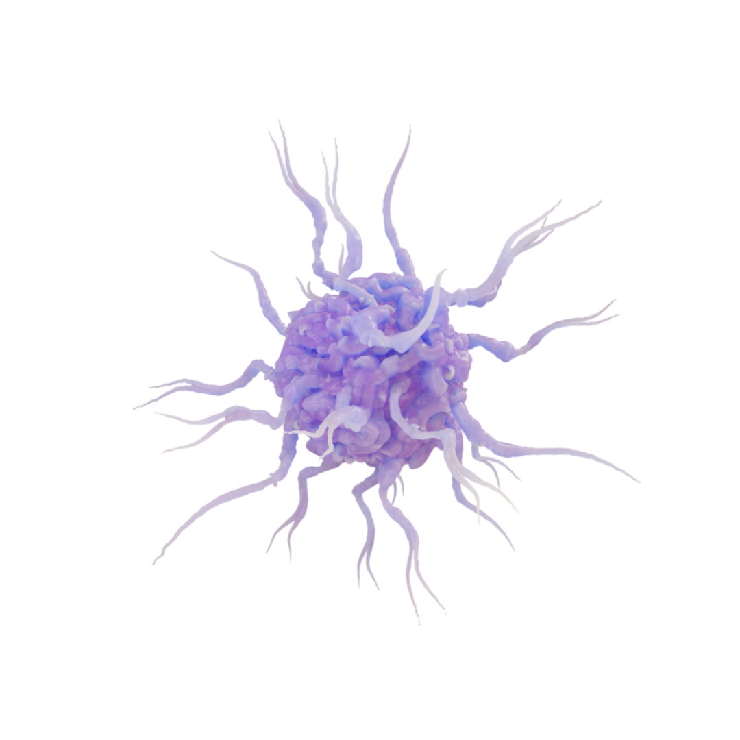 Dendritic Cells (DC Cells)