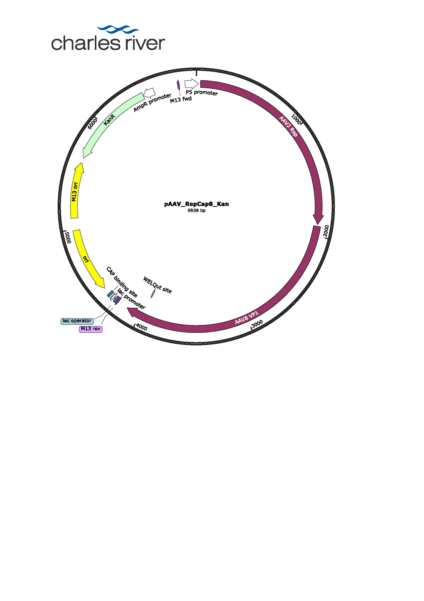 pAAV_RepCap8_Kan map PNG
