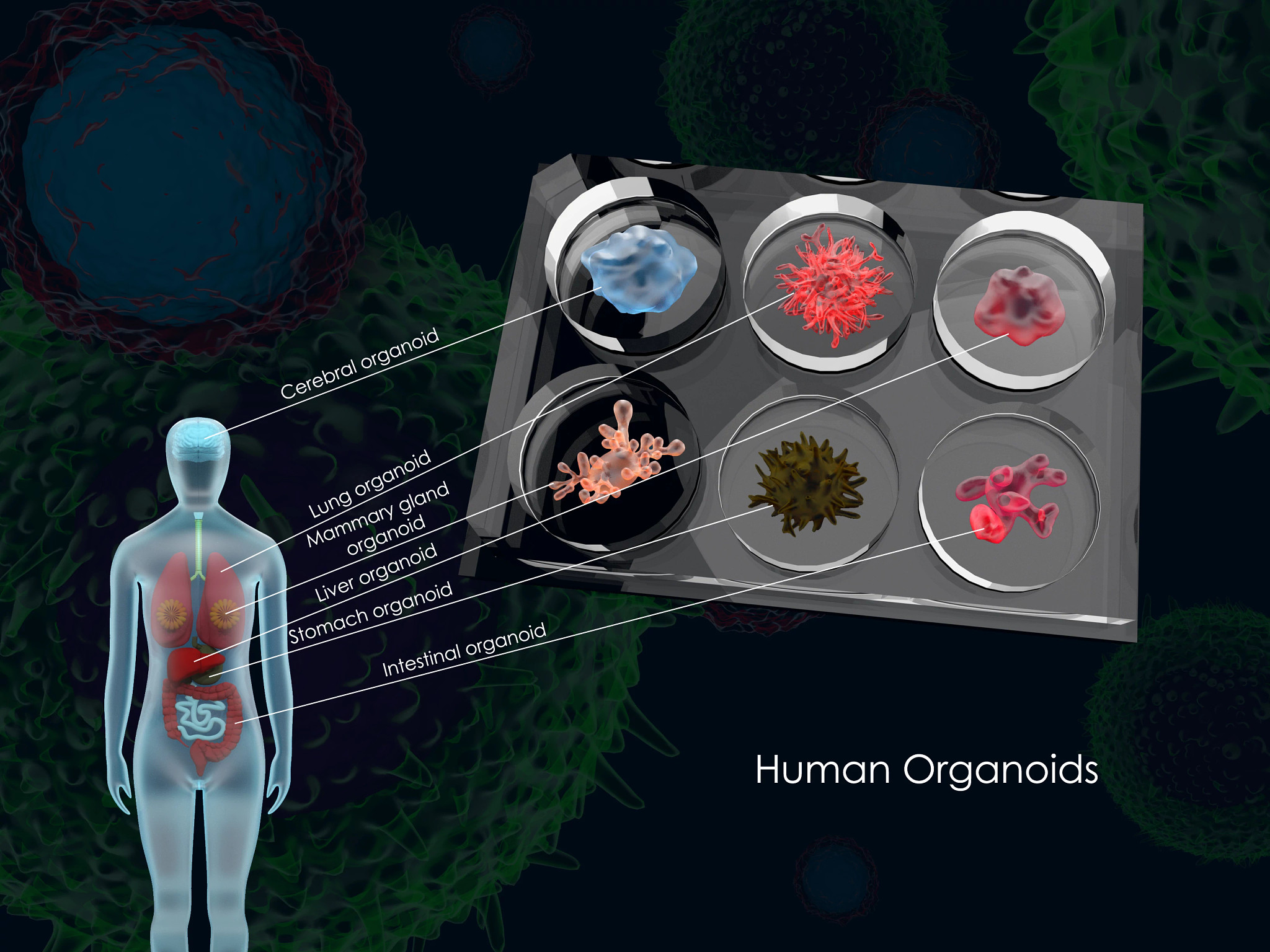 3d illustration biomedical biomedicine human organ tissue organoid