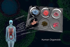 3d illustration biomedical biomedicine human organ tissue organoid