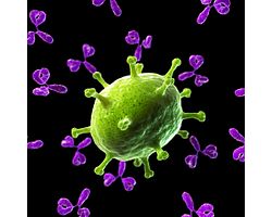 image of antibody attacking a virus