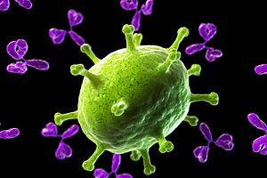image of antibody attacking a virus