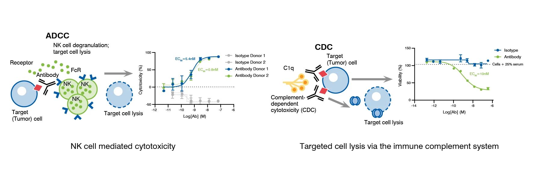 Schematic overview of the NK cell mediated cytotoxicity and complement driven cytotoxicity