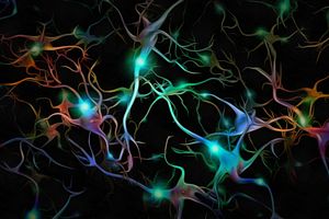 A computer graphic image of microglia cells which are the primary immune cell of the brain and implicated in neuroinflammation.
