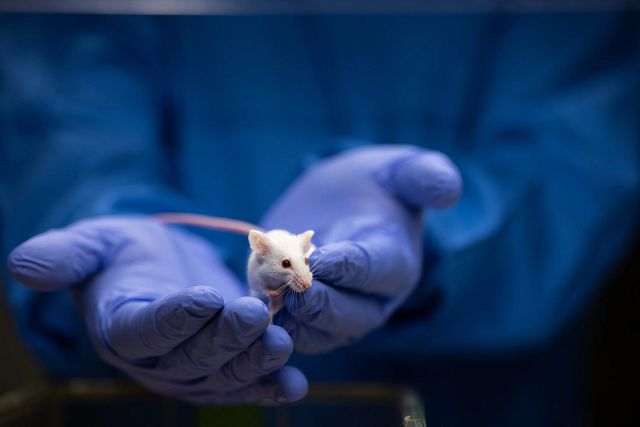 lab technician holding a mouse in gloved hands