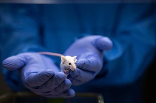 Scientist holding a an immunodeficient mouse,