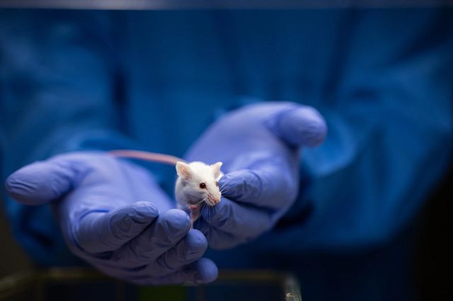 animal technician holding a mouse