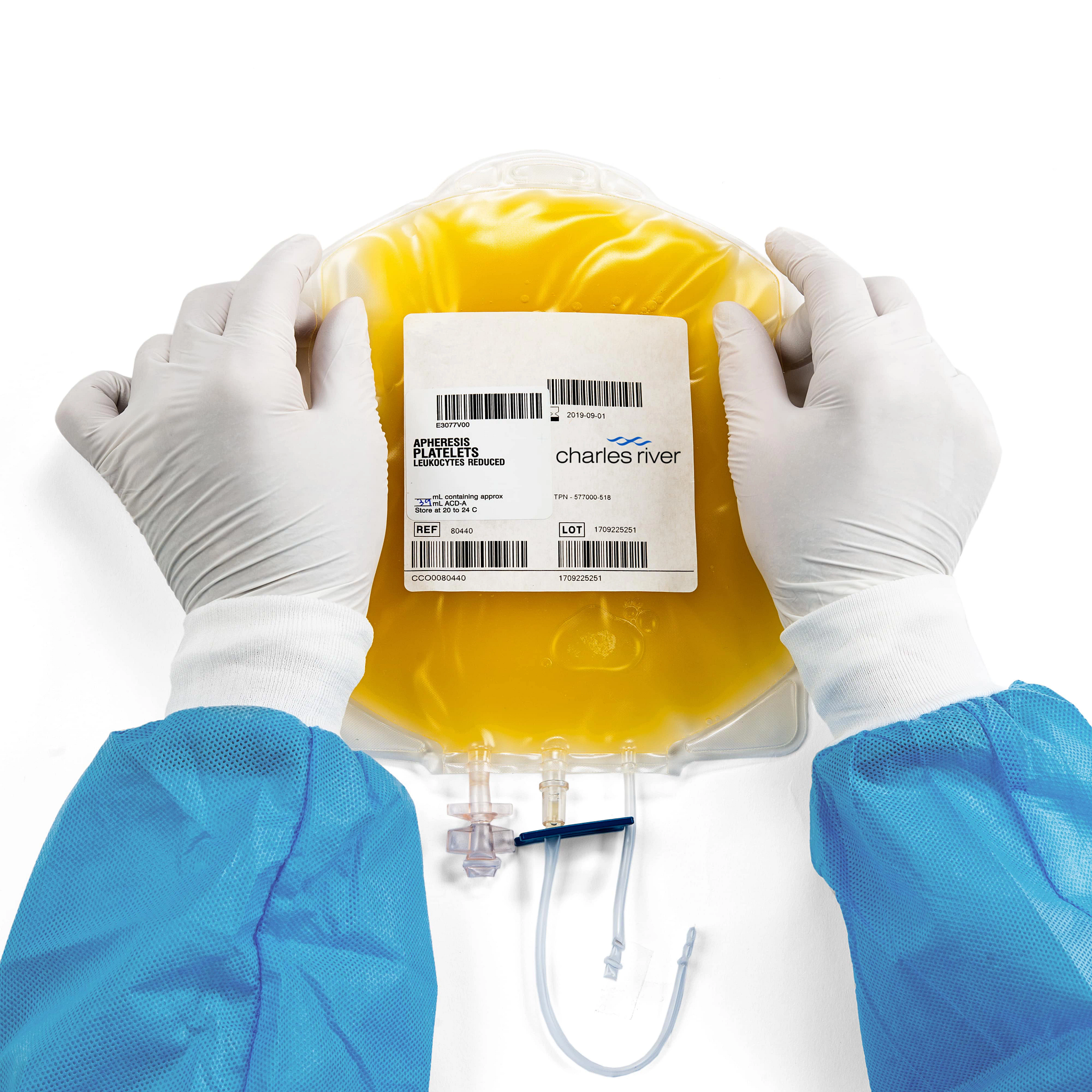 Gloved hands holding Human Leukocyte Antigens