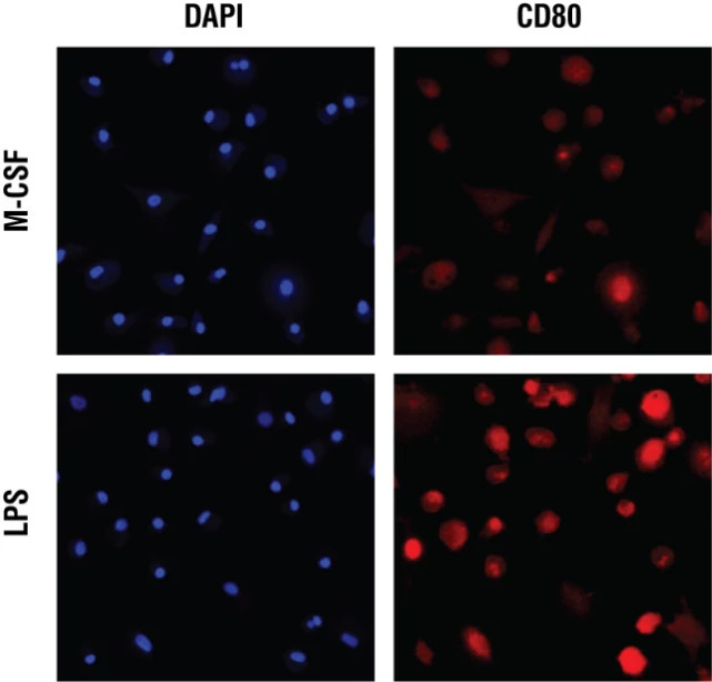 Representative images for LPS-mediated M1 polarization are shown below. In addition, representative concentration response data are shown for blood-derived M1 polarization assay performance.