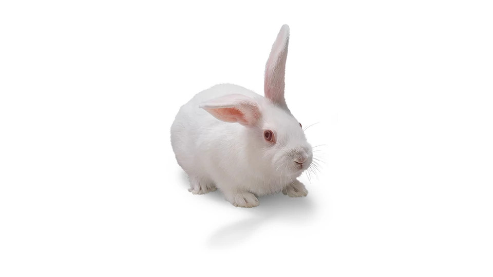 M∀LICE〈P〉White Rabbitほか、まとめ売り white-rabit-3.jpg