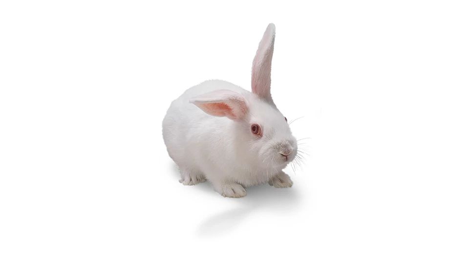 New Zealand White Rabbit | Charles River New Zealand White Rabbit | Charles River