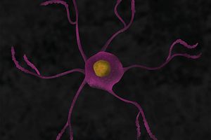 Neuroscience Illustration of Neuroinflammation