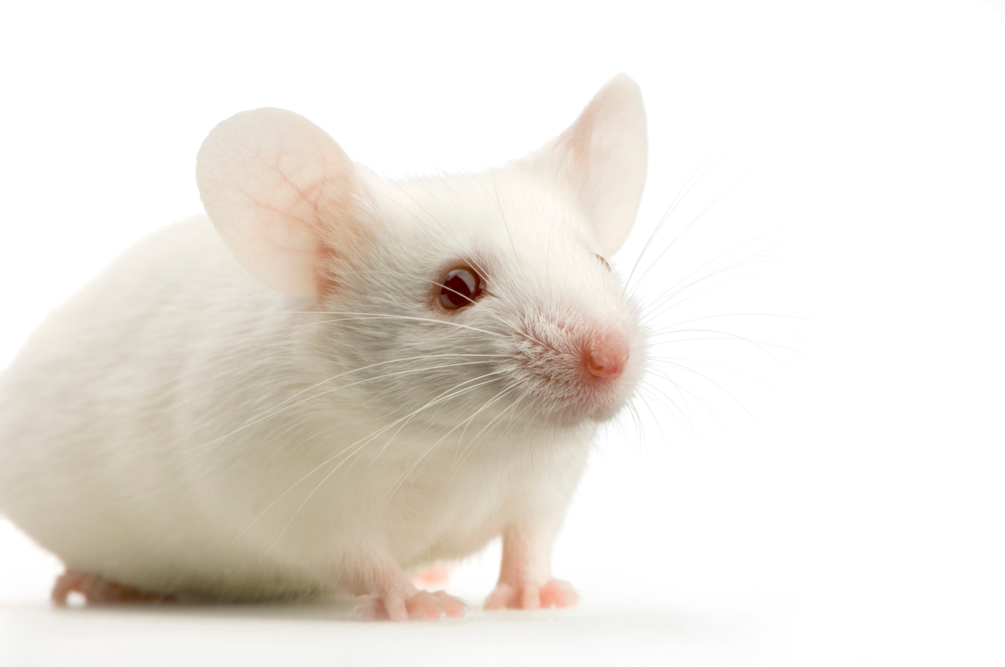 Anxiety and Depression Tests in Rodents | Charles River