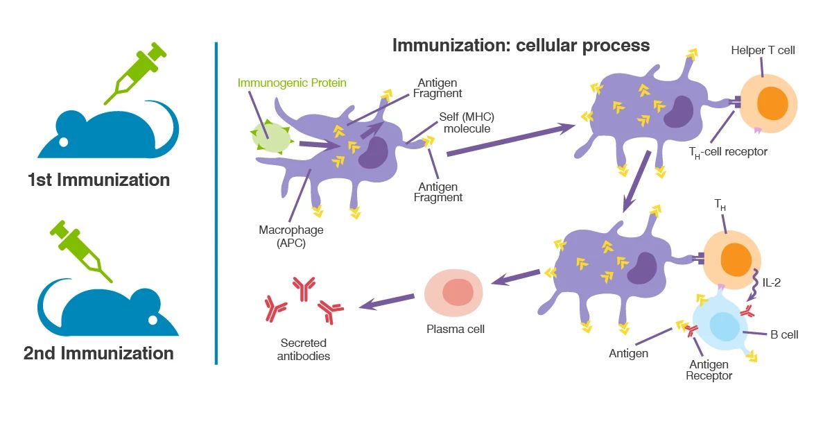 TDAR Assays | Charles River
