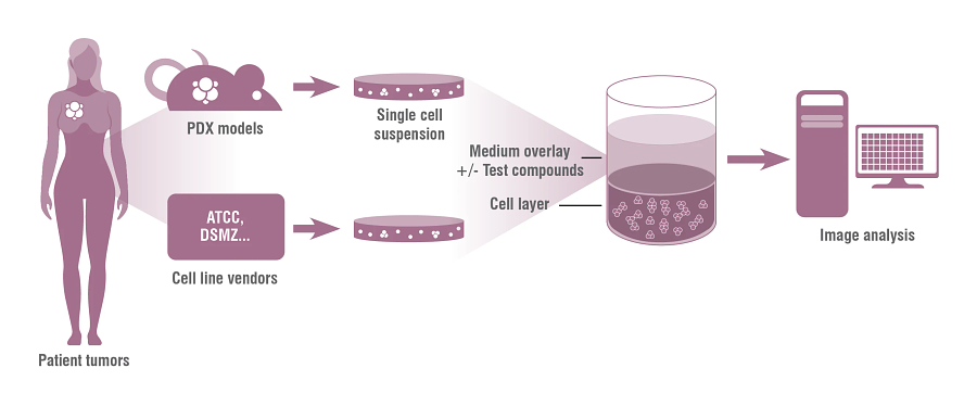 Charles Rivers ex vivo 3D tumor model can be used to screen cancer therapies in vitro, in a range tumor histotypes.