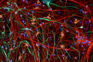 Multi-cell culture model of neurons