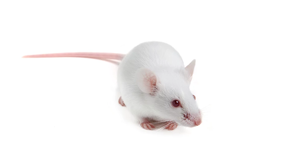 white laboratory mouse