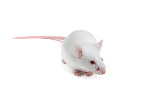white laboratory mouse