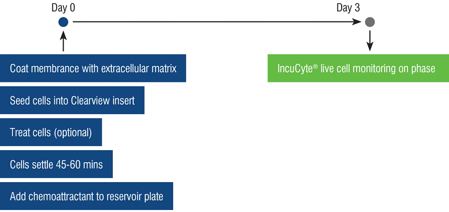 T Cell-Mediated Chemotaxis graph